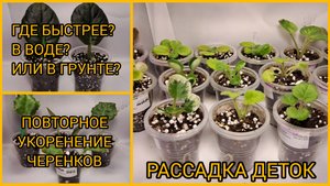 Как быстрее появляются детки. Укоренение черенков. Отсадка и рассадка деток фиалок.