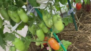 Томаты в открытом грунте 10 августа.