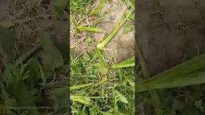 рыбалка на пруду