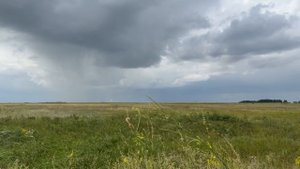 Кулундинская степь , Алтайский край, Немецкий район, 04.08.2025