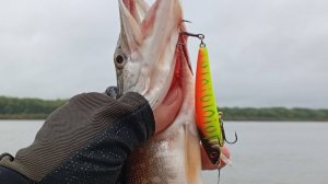 Распаковка посылки с воблером Strike Pro Arc Minnow 75 Suspend