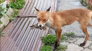 Дикая лиса принесла подарок.