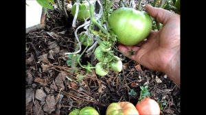 Помидоры СЕРДЦЕ БУЙВОЛА