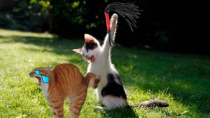 ПРИКОЛЫ С ЖИВОТНЫМИ ДО СЛЕЗ #130 Смешные КОТЫ И СОБАКИ Приколы