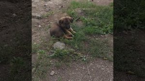 Маленький ,,Амур,,