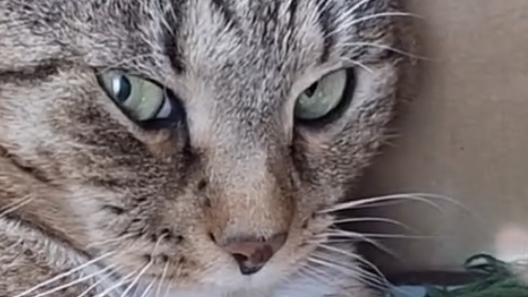 Ужассс!!!  Это не съедобное.  Таська удирай!!!