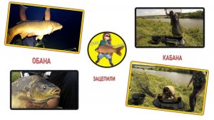 Огромные карпы вышли на охоту