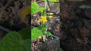 КФХ Светлана Нестерова - огурцы по органической технологии