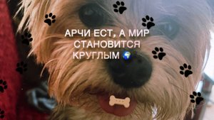 Арчи ест, а мир становится круглым 🌍🐾