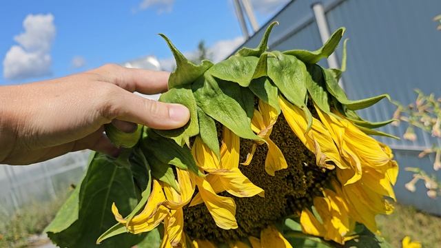 Наша Дача. Мой Огород ВСЕ ПРОПАЛО! смотреть онлайн