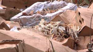 Неизвестные под окнами жилых домов свалили коробки с тухлыми куриными потрохами в 2 районах города