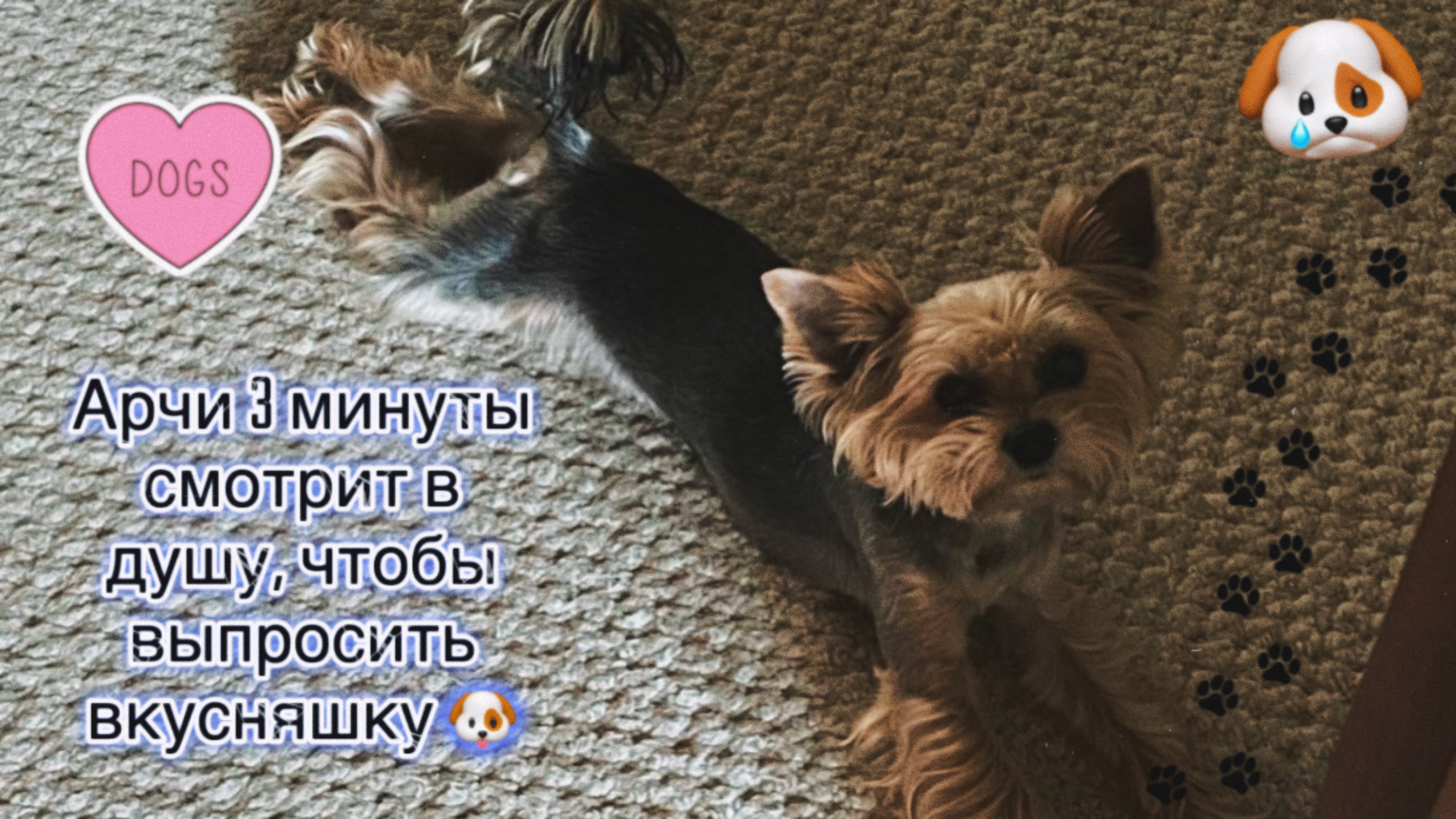 Арчи 3 минуты смотрит в душу, чтобы выпросить вкусняшку 🐶 | часть 1