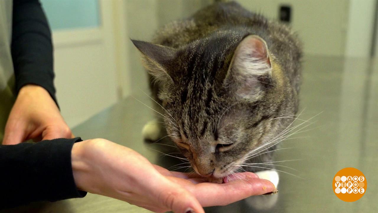 Кошка, прими таблетку! Доброе утро. Фрагмент выпуска от 12.08.2025