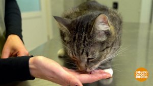 Кошка, прими таблетку! Доброе утро. Фрагмент выпуска от 12.08.2025