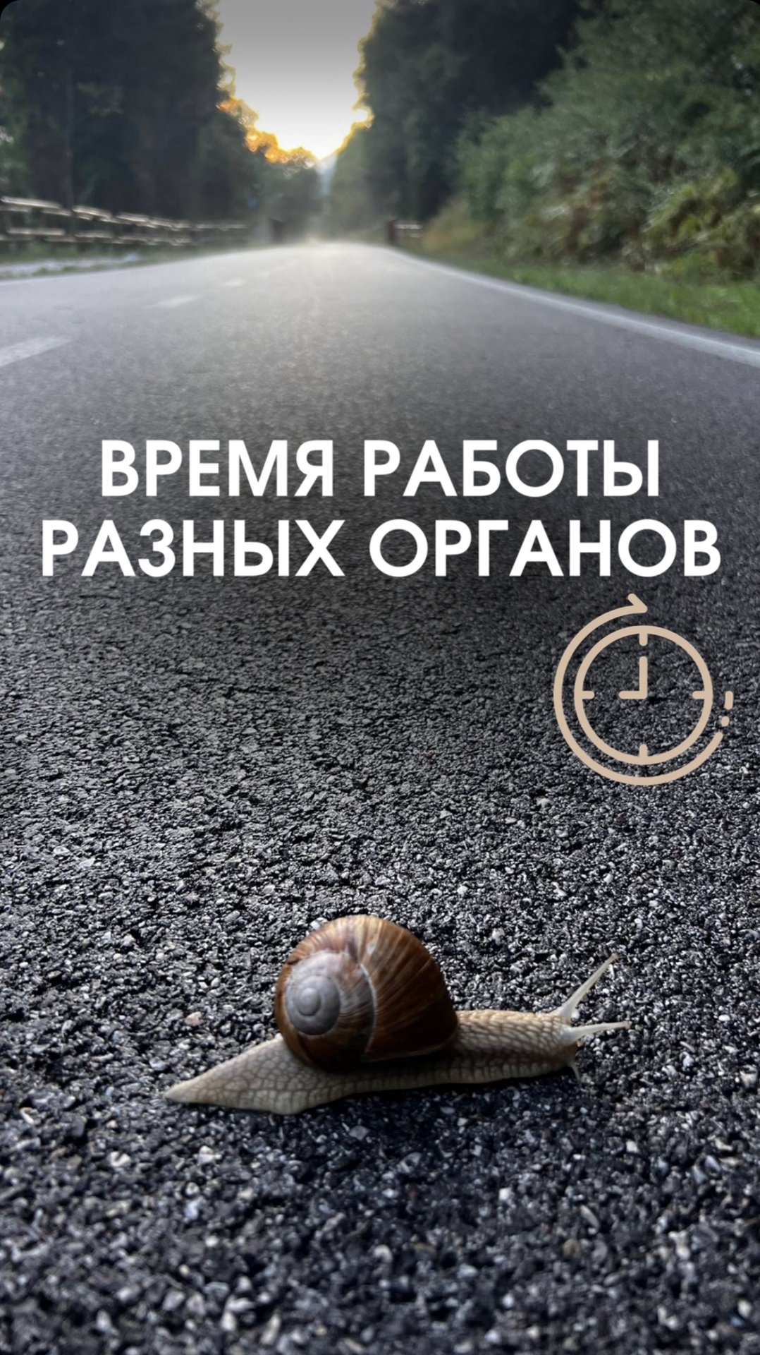 Время работы разных органов смотреть онлайн