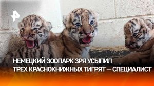 Президент "Дома тигра" о бессмысленном усыплении краснокнижных тигрят в Германии