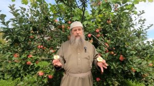 Зачем освящать яблоки в Яблочный Спас?