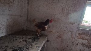 Расправилась с ней жёстко