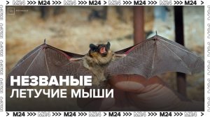 В Москве летучие мыши стали чаще залетать в квартиры - Москва 24