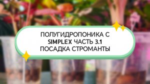 ПОЛУГИДРОПОНИКА С SIMPLEX ЧАСТЬ 3.1 ПОСАДКА СТРОМАНТЫ