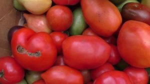 О дозаривании помидоров в помещении