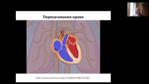 Аритмия, часть 1: Проводящая система сердца, ЭКГ, стимуляция сердца со стороны нервной системы