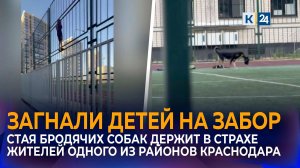 На агрессивные стаи собак пожаловались жители микрорайона Любимово в Краснодаре