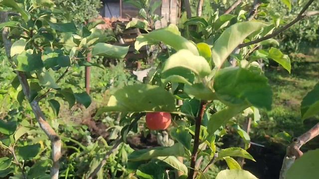 ЯБЛОНЯ " ЖИГУЛЁВСКОЕ ", ПЕРВОЕ ПЛОДОНОШЕНИЕ! ОШИБКА ДЛИНОЙ В ПЯТЬ ЛЕТ! смотреть онлайн