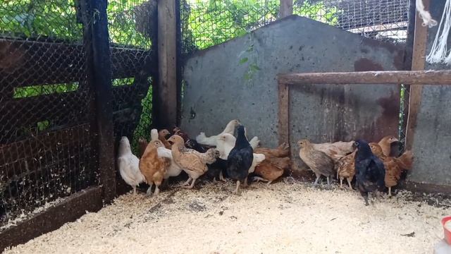 Привет из деревни. смотреть онлайн