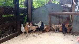 Привет из деревни.