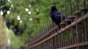 Чёрный ворон