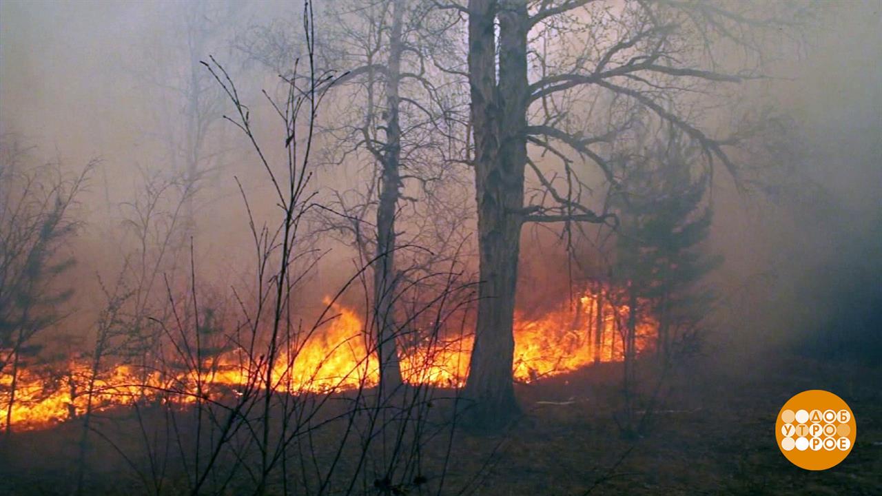 Почему горят леса? Доброе утро. Фрагмент выпуска от 12.08.2025