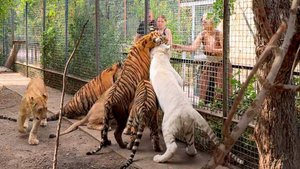 Им не жалко ни пальцев, ни себя, ни детей! Нам прислали в VK видео про бесстрашных женщин и тигров!