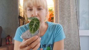 Чем закончилась история с растением с Озон.