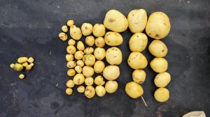 Покупки. Привезли товар. Выкопала еще один куст картошки