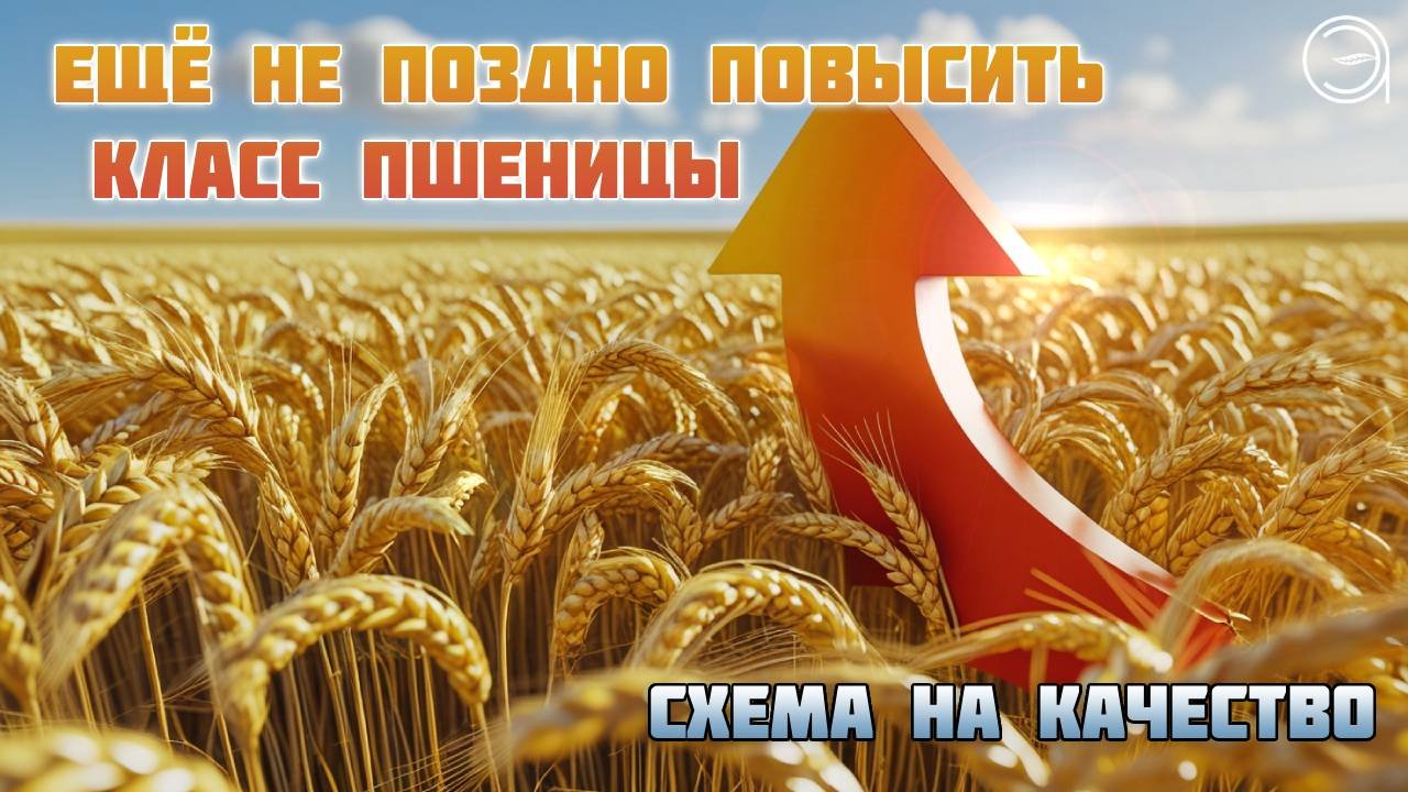Пшеница сегодня: качество пшеницы