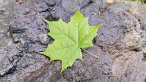 Пение птиц. Расслабляющие звуки природы.