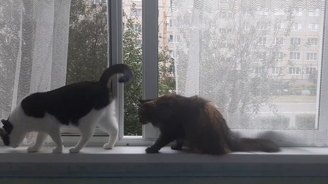 Кошки