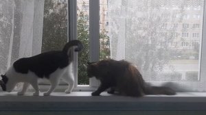 Кошки