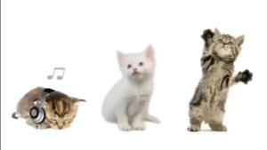 ʍяуʍяуʍяуʍяуʍяуʍяуʍяу ﹥:3