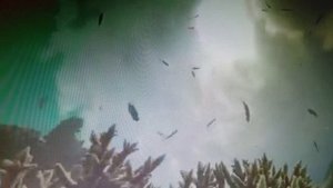 "Не пасусь на лугу как корова" Читает автор Богдан Бандура.