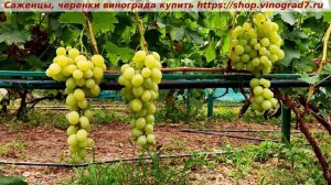 Виноград 3.08.2025 г. БЕЛОСНЕЖКА, селекция Калугина. Практически можно кушать. С мускатом.