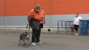 Главные герои парада собак в г. Абакан. 9 августа.