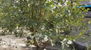 3 сезона Фреза Calderoni в сливовых садах Дагестана. Реальный опыт хозяйства КФХ "Орусханова"