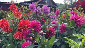 В одном видео все Георгины: многолетние, однолетние, вегетативные и горшечные. Обзор.