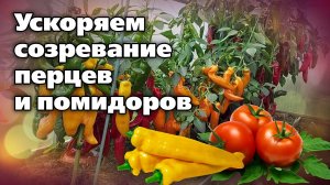 Как ускорить созревание перцев и томатов. Подойдет для теплицы и открытого грунта