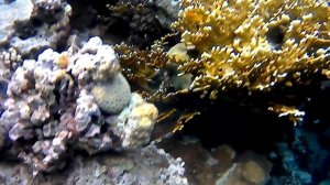 Красное море.mp4