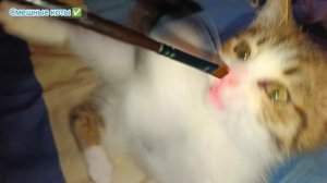 Смотреть видео про забавного котёнка #4/ Игривый котёнок играет с художественной кисточкой