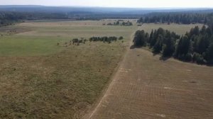 Дай еще в лугах мне погулять