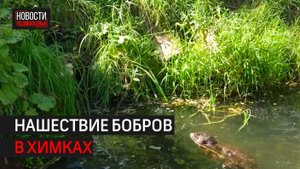 Бобриное нашествие на подмосковный парк // 360 ХИМКИ